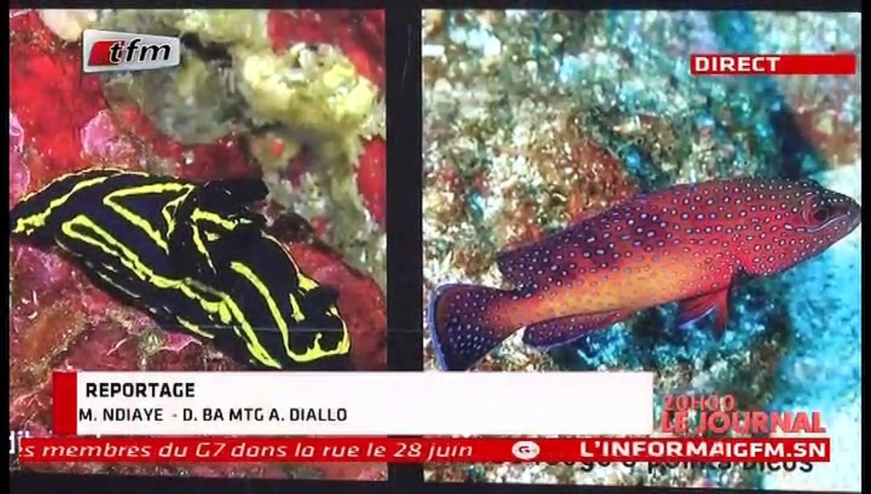 Journal de la TFM du 22 Mai 2019