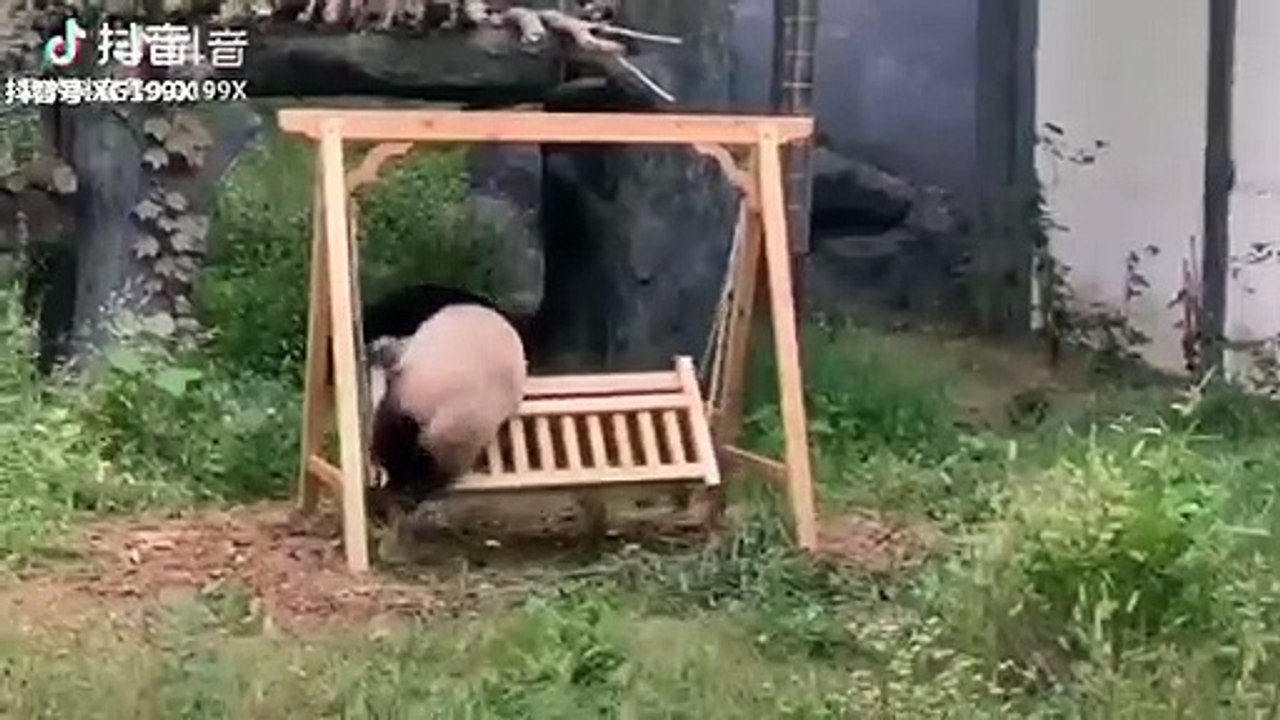  Panda trying to get some rest