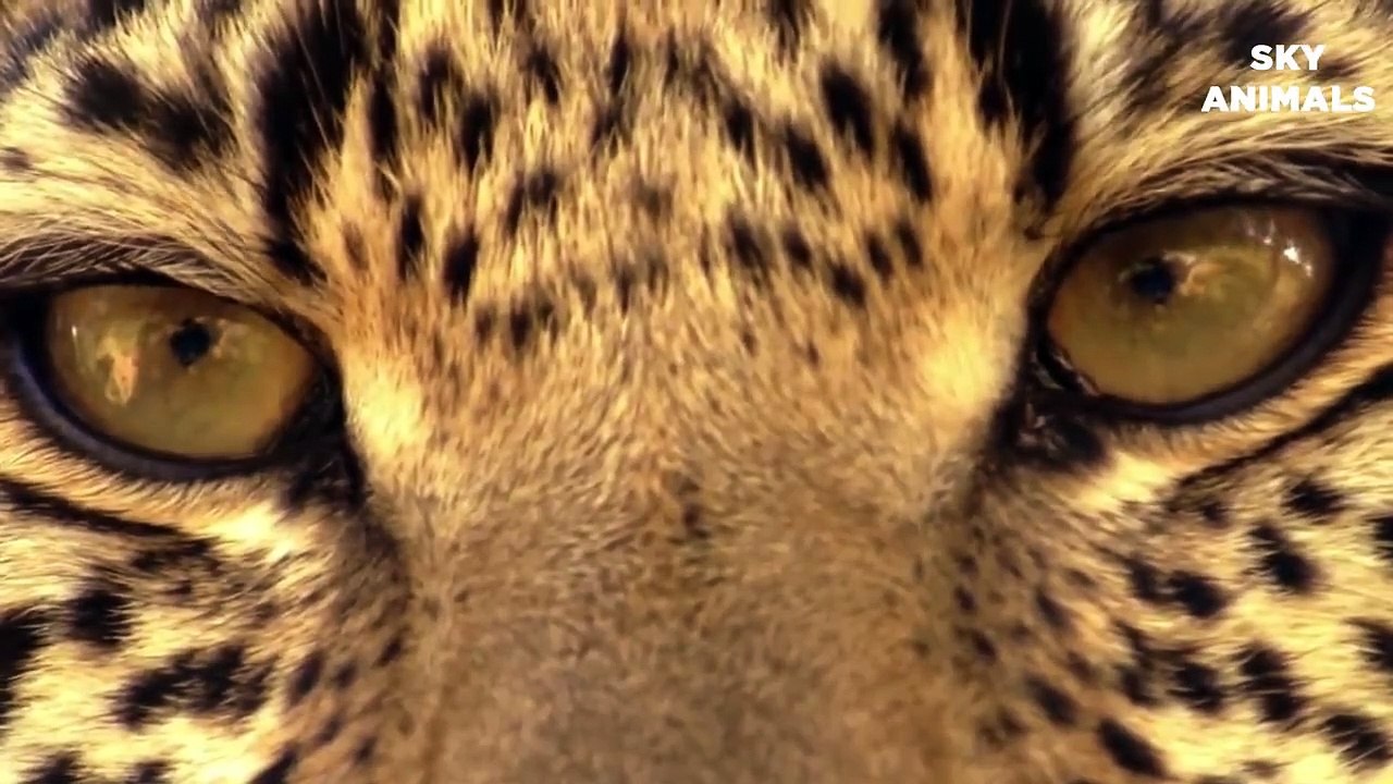 Porcupine Too Danger - Leopard Hunting Porcupine - Big Cats The wound is too deep by the poisonous