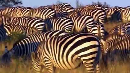 Too Brave! Powerful Hero Buffalo Come To Rescue Poor Zebra Escape Lions