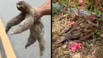 Cute Animals In Need Of Rescuing