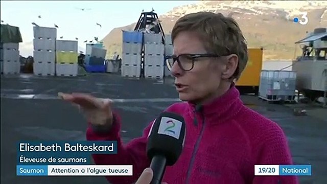 Saumon : une algue tueuse dans les élevages de Norvège
