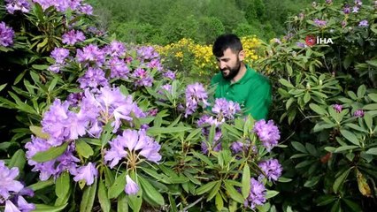Karadeniz Yaylarında Güller Açtı, Yaylalar Mor ve Sarıya Boyandı