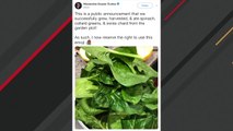 Ocasio-Cortez Successfully Grew Spinach And Internet Goes Wild
