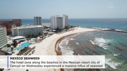 Massive seaweed influx in Cancun's hotel zone