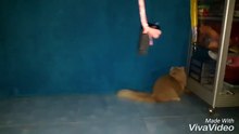 Funny Cat Videos Kitten Playing Very Agile