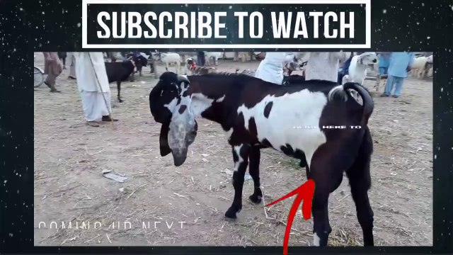 Lahore Bakra Mandi visit on 16th March 2018 Mundra Chatra and Kajlay Chatra for Qurbani Eid 2018