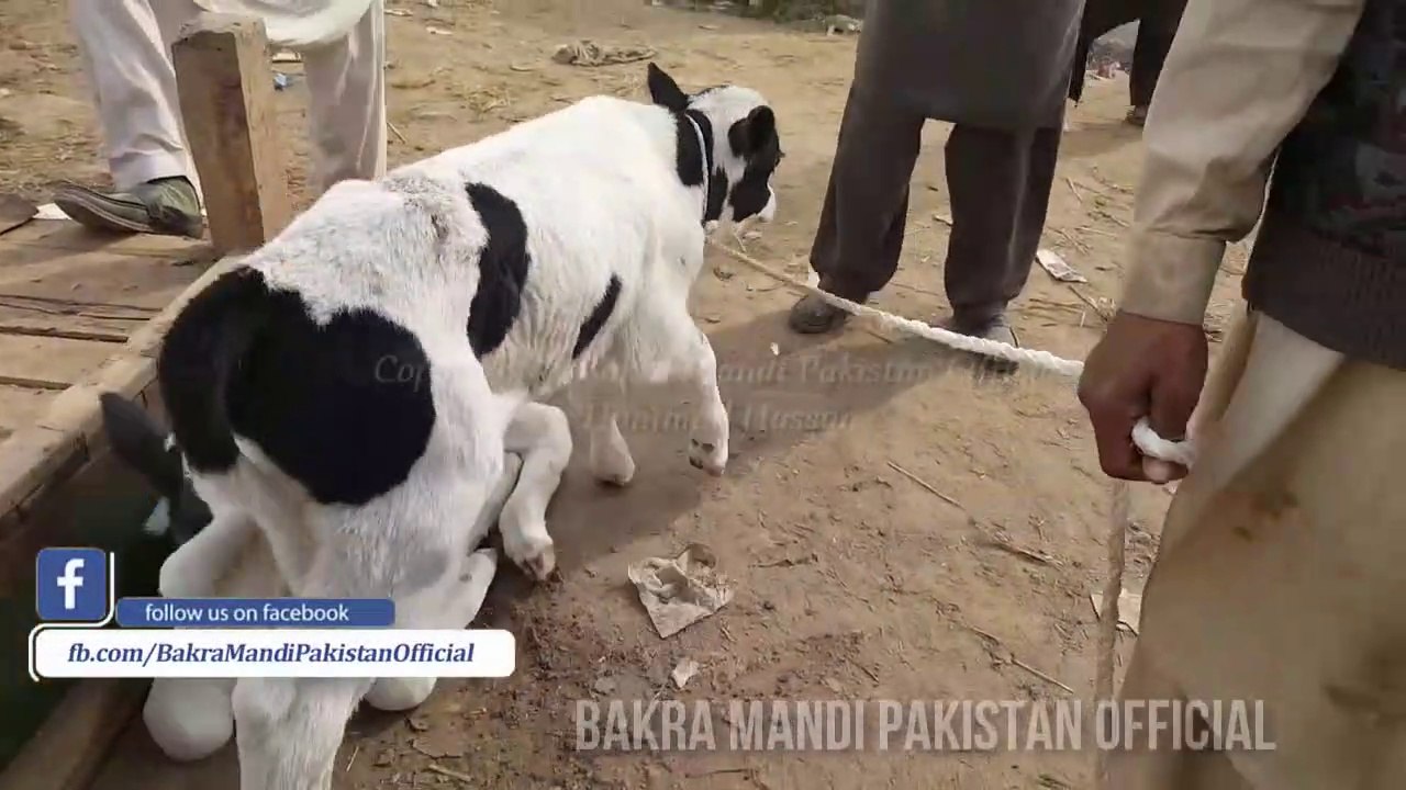 Lahore Bakra Mandi visit on 28th December 2017 - COW MANDI LAHORE MEN CHOTAY BACHRO KA KIYA KAAM -