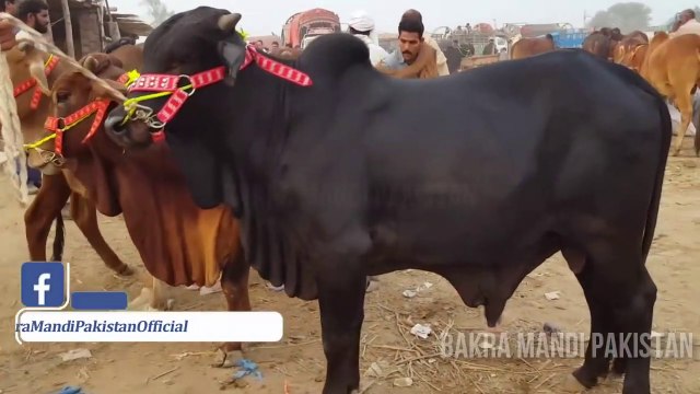 Lahore Bakra Mandi with Hammad - ShahPur Kanjra - Bakra Eid 2017 k Maal Sasta Hoga k Mehnga - Part 2