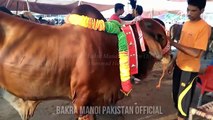 Lahore Cow and Bakra Mandi ki Heavy Beauties - Episode 1 - BakraEid in Pakistan - Eid Ul Adha 2017