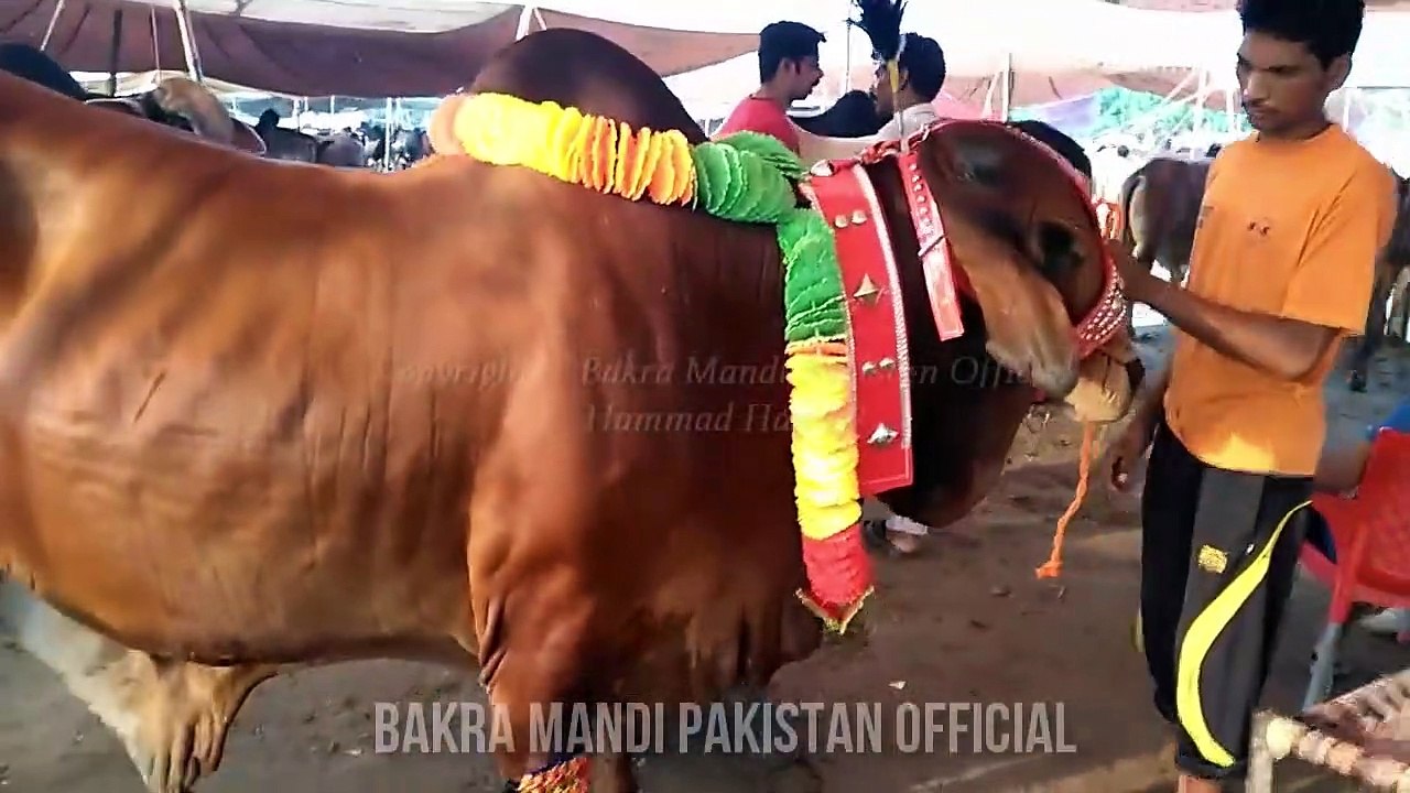 Lahore Cow and Bakra Mandi ki Heavy Beauties - Episode 1 - BakraEid in Pakistan - Eid Ul Adha 2017