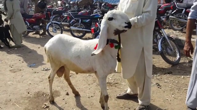 Lahore ki Bakra Mandi Shahpur Kanjra men Germi K Garm Rates