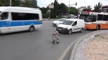 Bursa Trafikte Hızı ve Kural İhlallerini Protesto Etmek İçin Kaplumbağa Kostümü Giyerek Araçların...