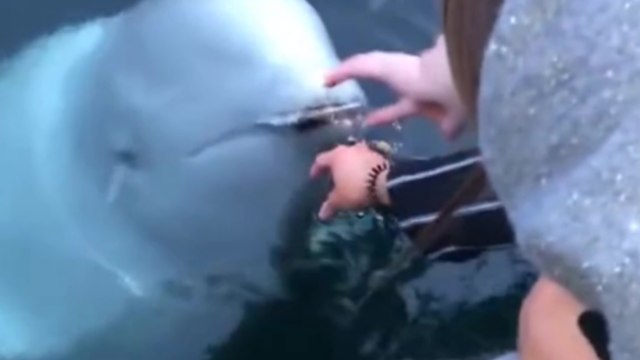 Elle fait tomber son téléphone dans l'eau et un dauphin blanc lui rapporte