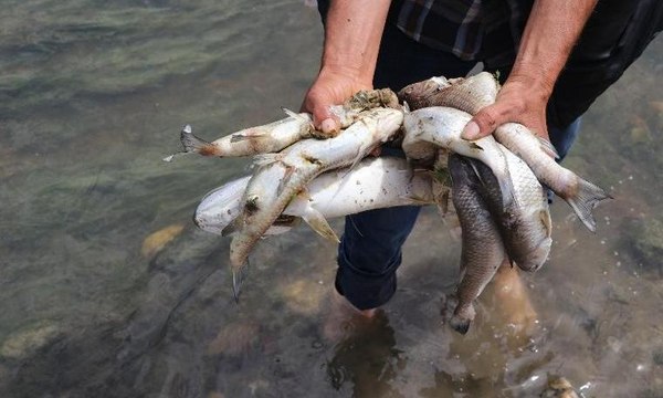 Şeytan Deresi'nde binlerce balık öldü