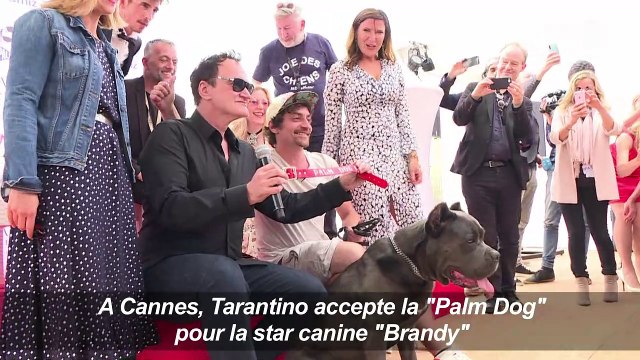 Tarantino accepte le 'Palm Dog' pour la star canine 'Brandy'