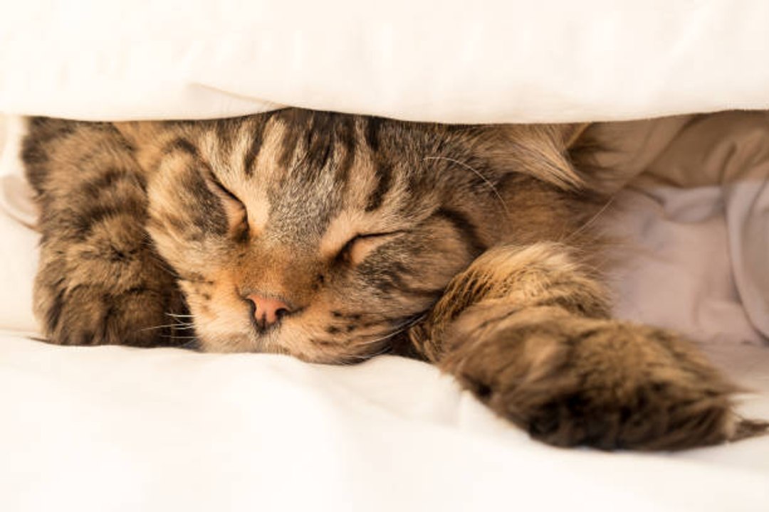 Top 10 der ruhigsten Katzenrassen