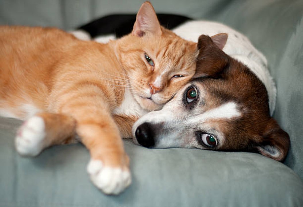 Top 10 Katzenrassen, die gut mit Hunden auskommen