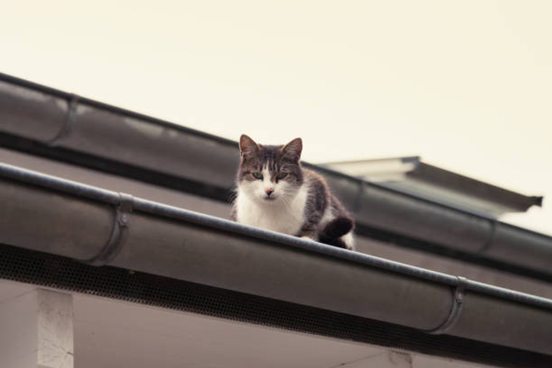 Top 10 der intelligentesten Katzenrassen