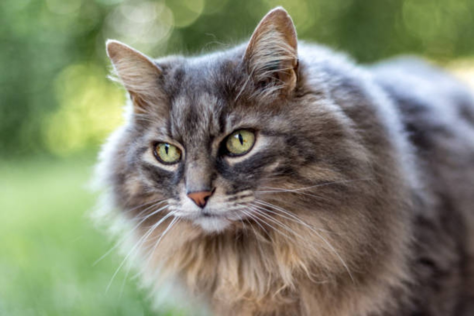 Top 10 Der Schonsten Katzenrassen Video Dailymotion