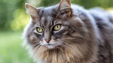 Top 10 der schönsten Katzenrassen