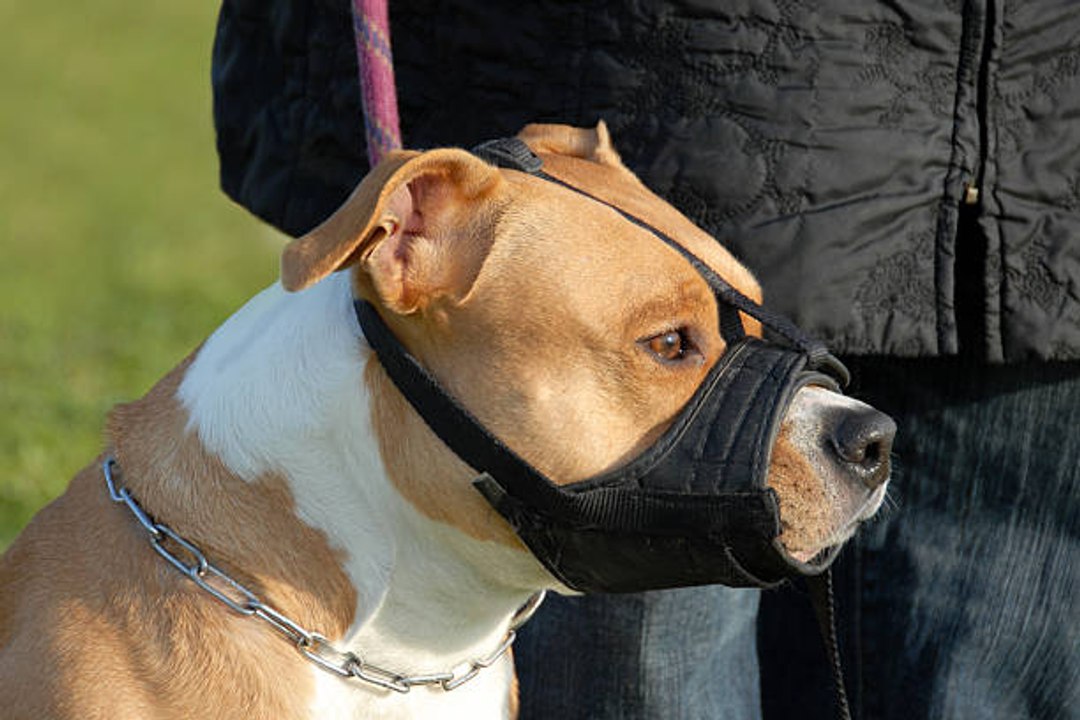 Listenhunde