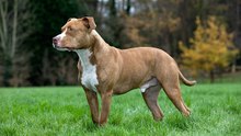 Der American Staffordshire Terrier: ein "gefährlicher" Hund mit vielen Eigenschaften