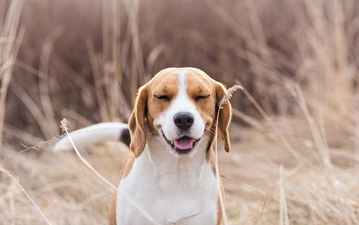 Der Beagle: Jagd- und Begleithund gleichermaßen
