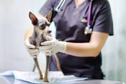 Besuche beim Tierarzt: Welches Budget sollte geplant werden?