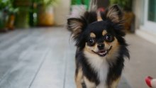 Der Chihuahua: alles über den kleinsten Hund der Welt