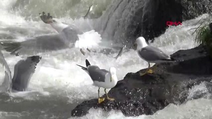 Van İnci Kefalinin Zorlu Yolculuğu Sürüyor