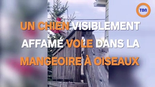 Un chien visiblement affamé vole dans la mangeoire à oiseaux !