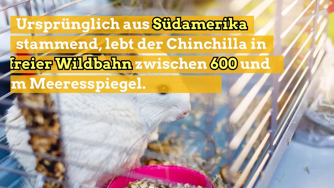 Der Chinchilla: das neue Trend-Haustier