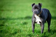 Der Staffordshire Bull Terrier: sowohl Kampfhund als auch Begleithund