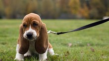 Der Basset Hound: ein gemütliche Jäger