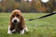 Der Basset Hound: ein gemütliche Jäger