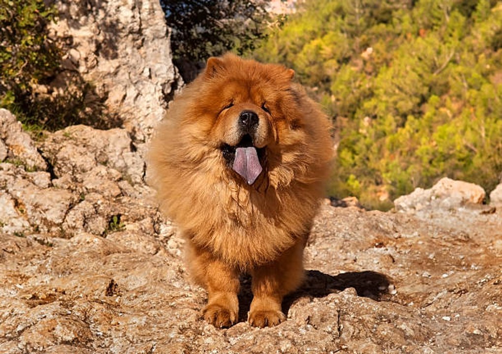 Der Chow-Chow, ein Löwenhund