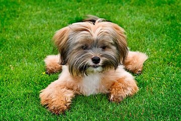 Der Shih Tzu: der kaiserliche Hund, der verführt
