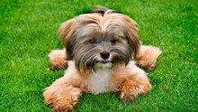 Der Shih Tzu: der kaiserliche Hund, der verführt