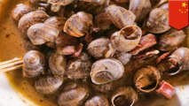 Makan siput laut terkontaminasi, 2 wanita derita gagal organ - TomoNews