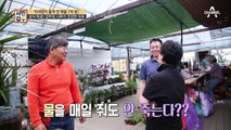 [선공개] 인터넷 믿지 마세요! 요즘 핫한 반려식물 스투키의 진실 혹은 거짓!