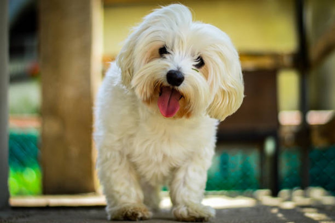 Der Malteser: ein eleganter und liebenswürdiger Hund