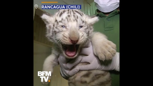Au Chili, ces trois merveilleux tigres blancs passent leur premier examen médical
