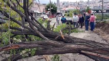 Samsun'da ağacın seyir halindeki otomobilin üzerine devrilme anı saniye saniye görüntülendi