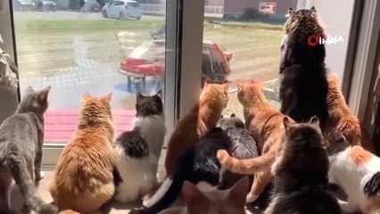 Kediler, Çiftçiyi Pür Dikkat Dakikalarca İzledi