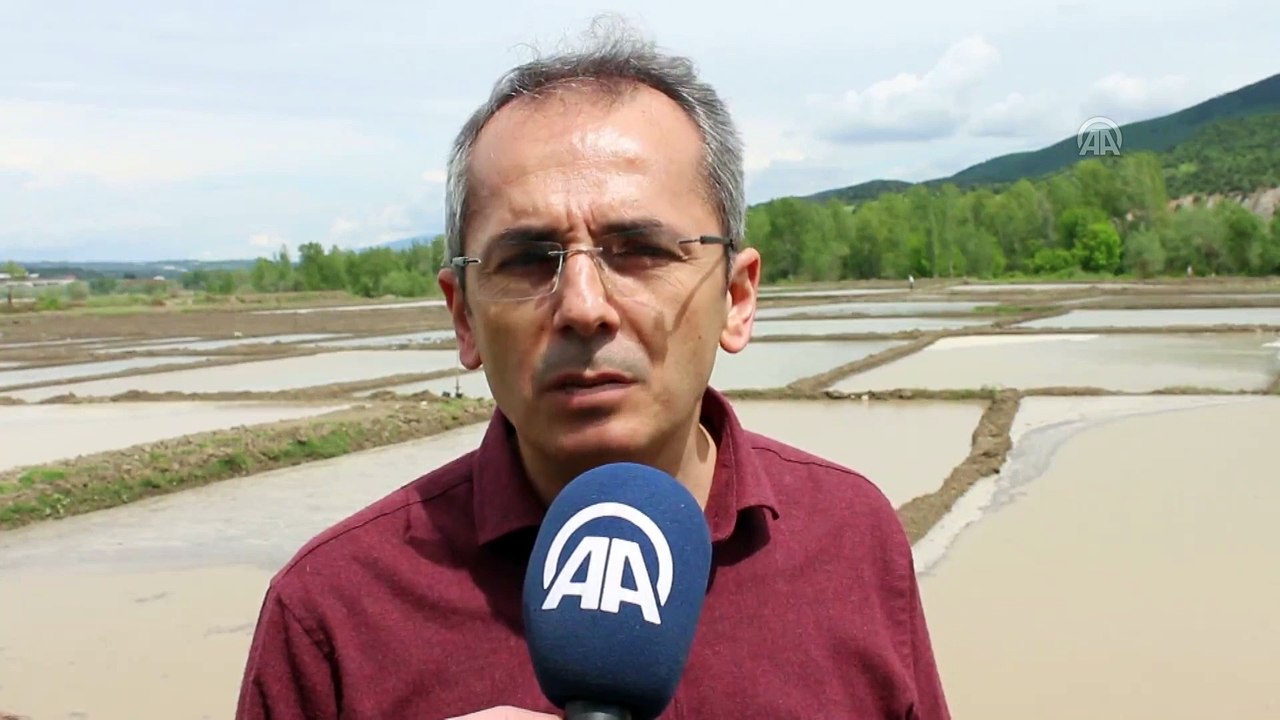 Kastamonu'da üreticilerin zorlu çeltik mesaisi başladı