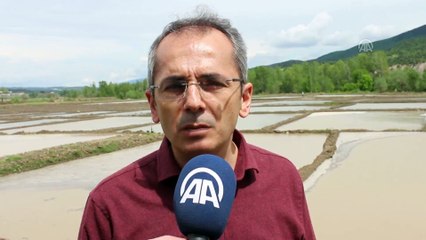 Kastamonu'da üreticilerin zorlu çeltik mesaisi başladı