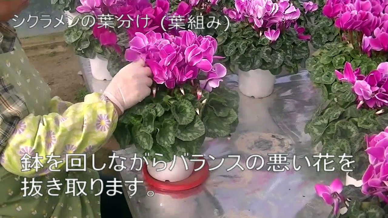 【シクラメン】６寸鉢のシクラメンの葉組み・葉分けの様子（施設園芸）
