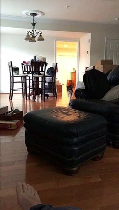 Joyful bounding hound leaps across furniture in his new home