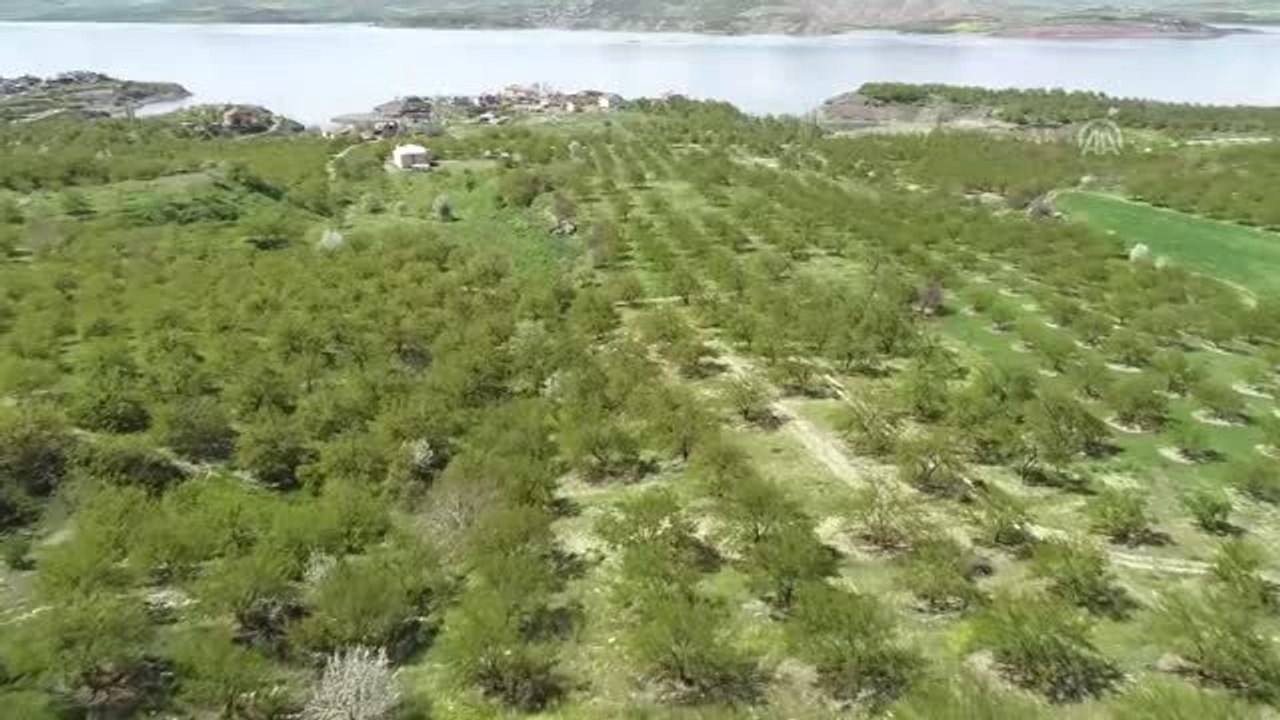Bereketli Yağışlar Kayısıda Verimi Artırdı (2)